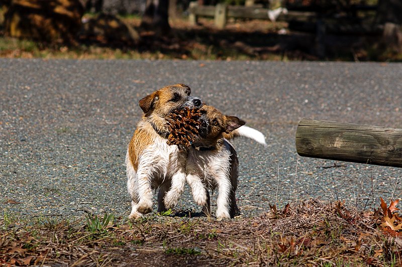 pine cone.jpg